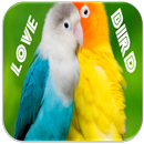 Lovebird Dźwięki aplikacja