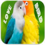Love Bird Sounds icon