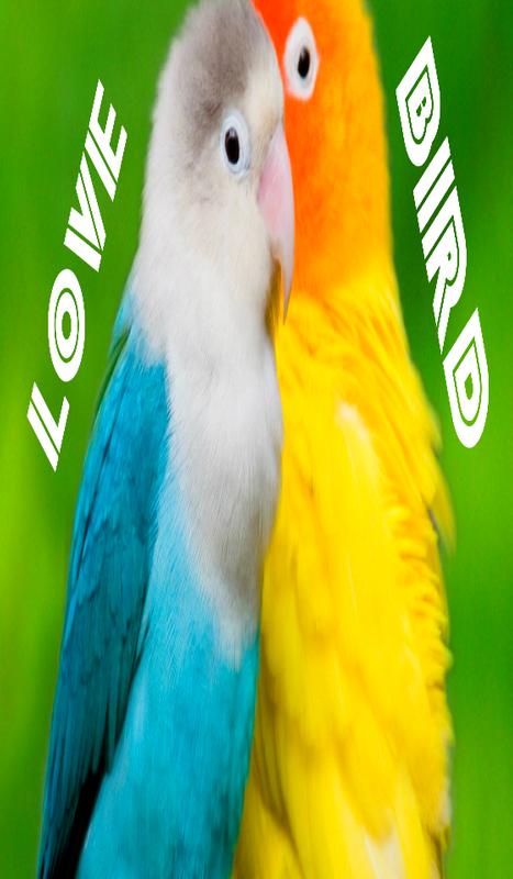 Lovebird Sounds - blogger.com - Create & Download Free Sounds, Sound Effects, Mp3, and more love bird sounds free download