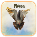 Pigeon Sounds APK