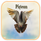 Icona Pigeon Suoni