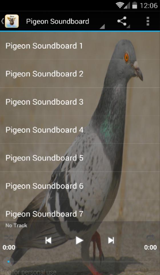 Как издать звук голубя. Звуки голубя. Голубь аудио. Какие звуки издают голуби. Язык голубей звуки.
