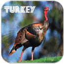 Türkei Sounds APK