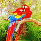 Parrot Sounds Zeichen