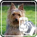 Photos of Dogs APK