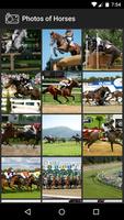 Photos of Horses الملصق