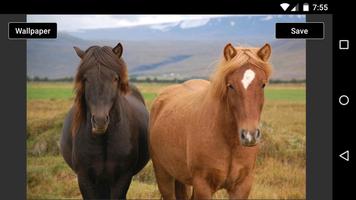 Fotos de Cavalos imagem de tela 2