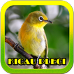 Kicau Pleci Terlengkap