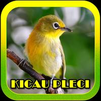 Poster Kicau Pleci Mania Juara