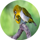 masteran pleci icon