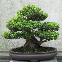 Seni Bonsai 海報