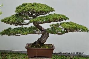 Seni Bonsai 截图 1