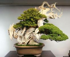 Seni Bonsai capture d'écran 2