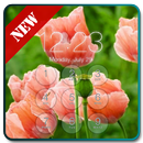 Poppy Flower Lock Screen HD APK