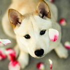 Cute Dog Game Jigsaw Puzzles آئیکن