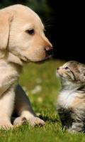 Cats Dogs Cute Photo Jigsaw Puzzle capture d'écran 2