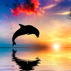 Dolphins Jigsaw Puzzle Game simgesi