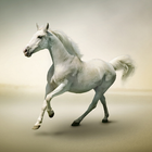 آیکون‌ Horses Jigsaw Puzzles