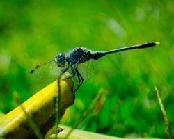 Insects Free Game Jigsaw Puzzle screenshot 3