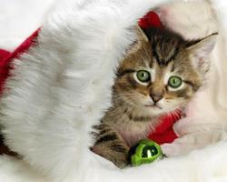 Kitty Christmas Puzzles Juegos Gratis captura de pantalla 3