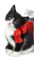 Kitty Christmas Puzzles Free Games Affiche