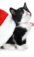 Kitty Christmas Puzzles Juegos Gratis captura de pantalla 2