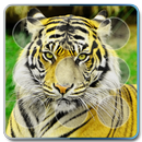 Wild Tiger Lock Screen Pro APK