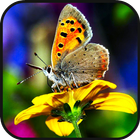 آیکون‌ Butterfly HD