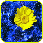 Cornflower Blue HD LWP icône