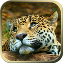 Animal Live Wallpapers APK