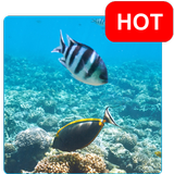 Aquatic HD Wallpaper - Movable icon