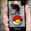 Mouse GO