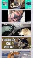 Funny Cat Videos - Movies اسکرین شاٹ 1