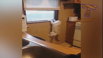 Funny Cat Videos - Movies Screenshot 2