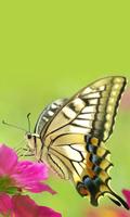 برنامه‌نما Colorful Butterfly Wallpaper عکس از صفحه