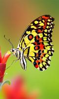 Colorful Butterfly Wallpaper Ekran Görüntüsü 2