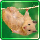 Animals Wallpapers Zeichen