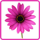 Flowers Pictures Wallpapers simgesi