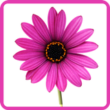 Flowers Pictures Wallpapers simgesi