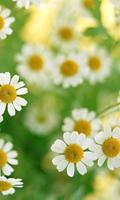 Flowers Pictures Wallpapers Plakat