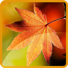 Maple Leaf Wallpaper أيقونة