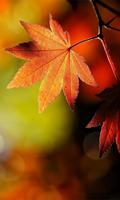 Maple Leaf Wallpaper Affiche