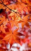 برنامه‌نما Maple Leaf Wallpaper عکس از صفحه