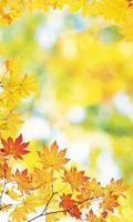 برنامه‌نما Maple Leaf Wallpaper عکس از صفحه