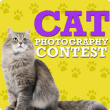 Cute Cat Pictures Contest & Photo editor icône