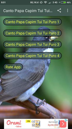 Baixar Canto Coleiro Tui Tui Fibra Canto Papa Capim Tui Tui Puro For Android Apk Download