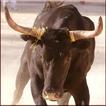 ”Bill Rodeo Bull Matador