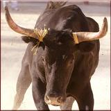 Bill Rodeo Bull Matador আইকন