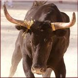 Bill Rodeo Bull Matador icon