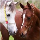 ikon Cheval délire croisé du chemin